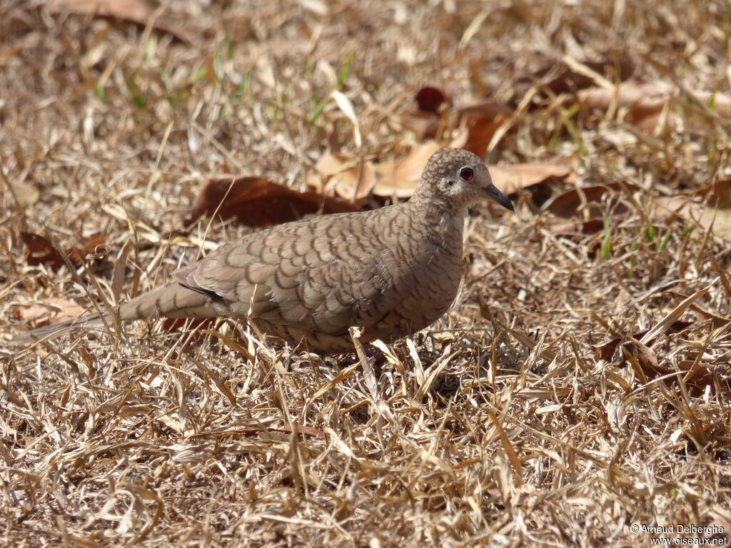 Inca Dove