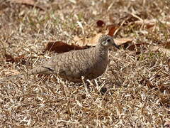 Inca Dove