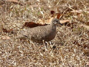 Colombe inca