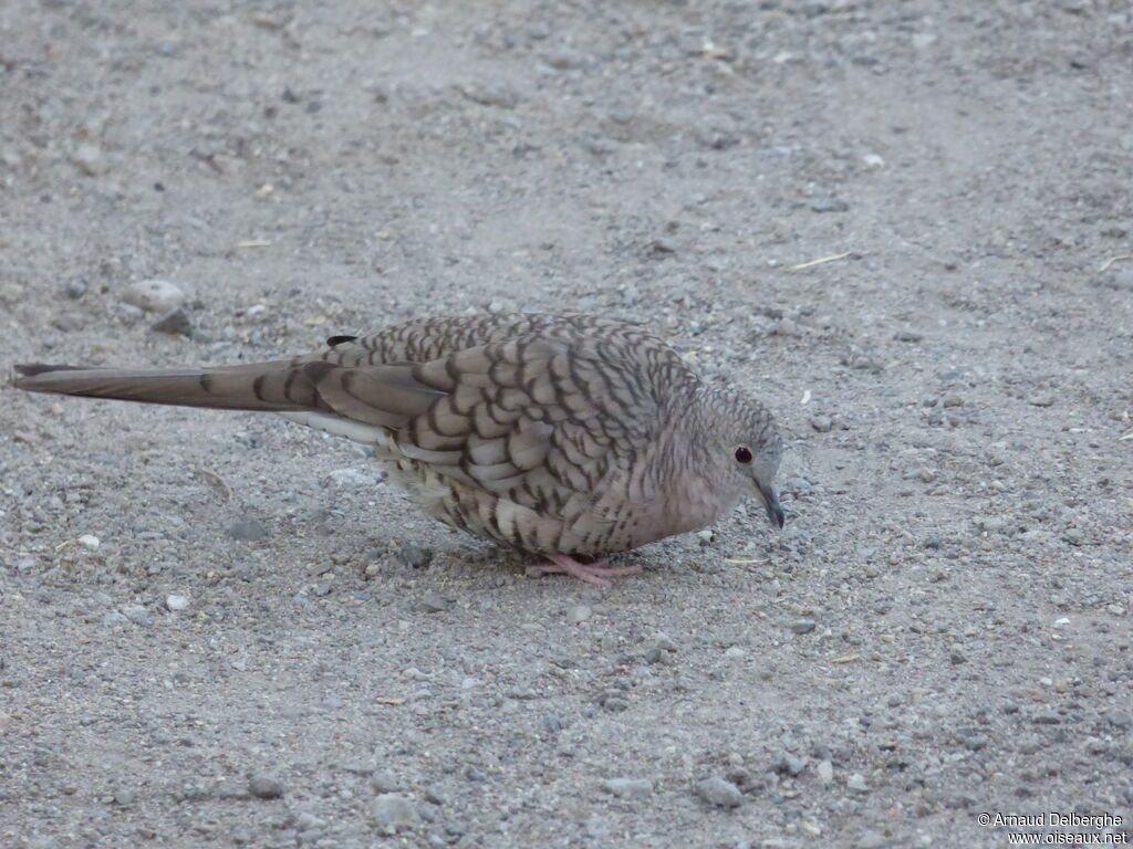 Inca Dove