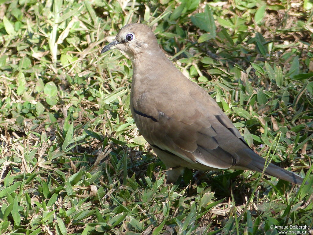 Picui Ground Dove