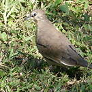 Colombe picui