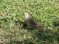 Picui Ground Dove