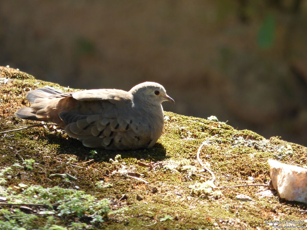 Plain-breasted Ground Dove