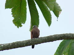 Ruddy Ground Dove