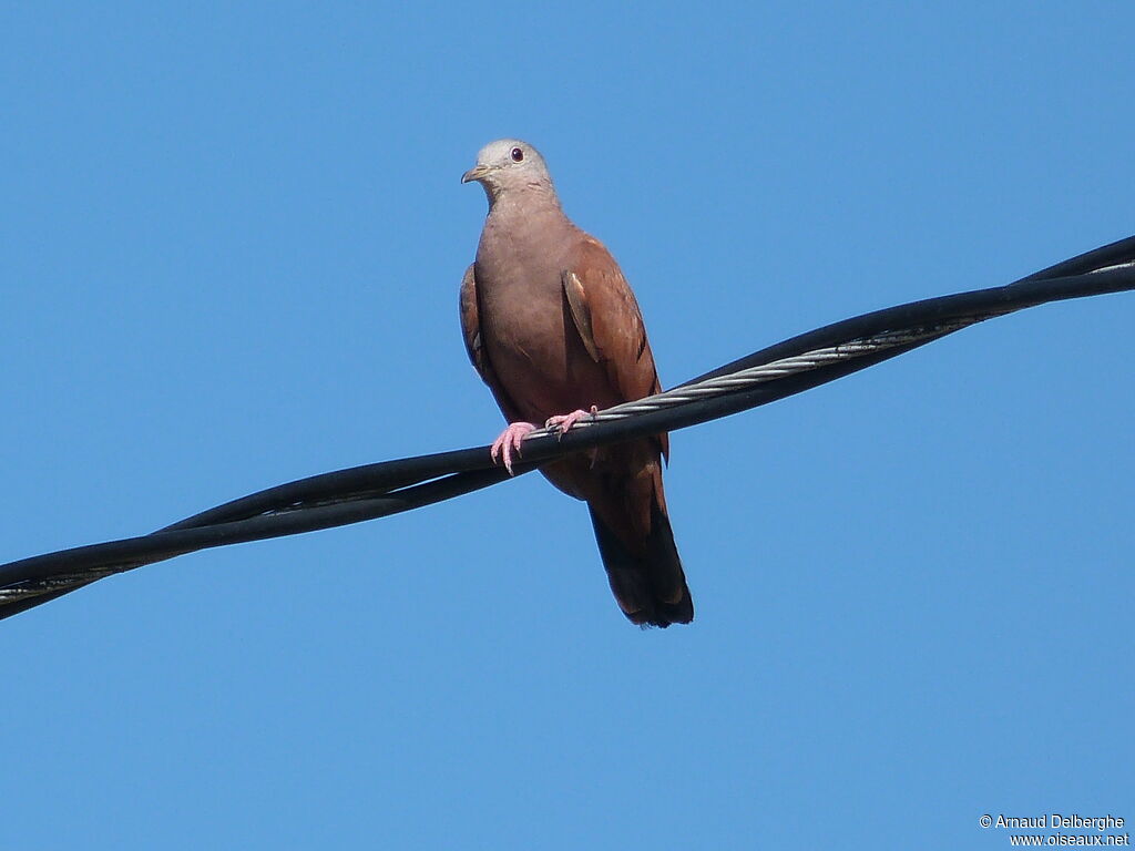 Ruddy Ground Dove male