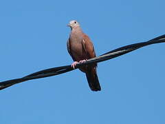 Ruddy Ground Dove