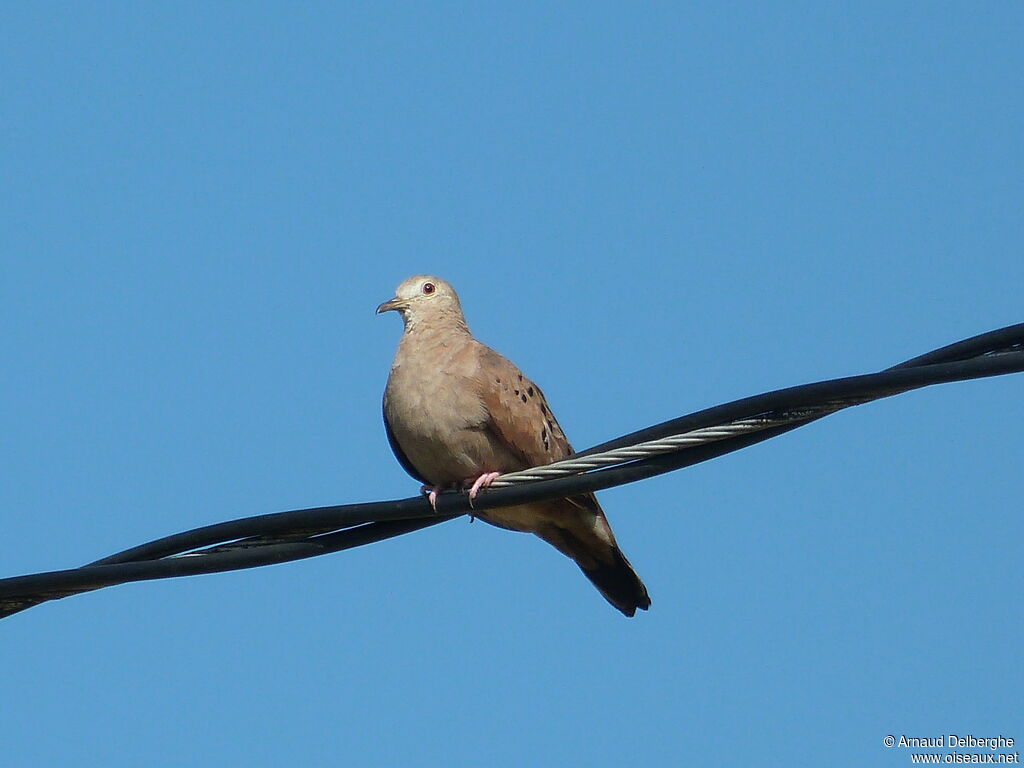 Ruddy Ground Dove female