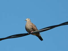 Ruddy Ground Dove