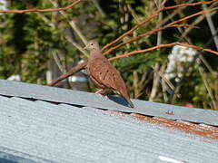 Ruddy Ground Dove