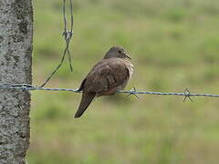 Ruddy Ground Dove