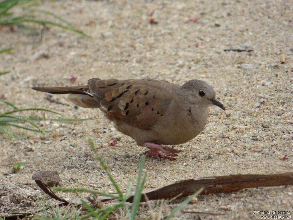 Ruddy Ground Dove