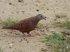 Ruddy Ground Dove