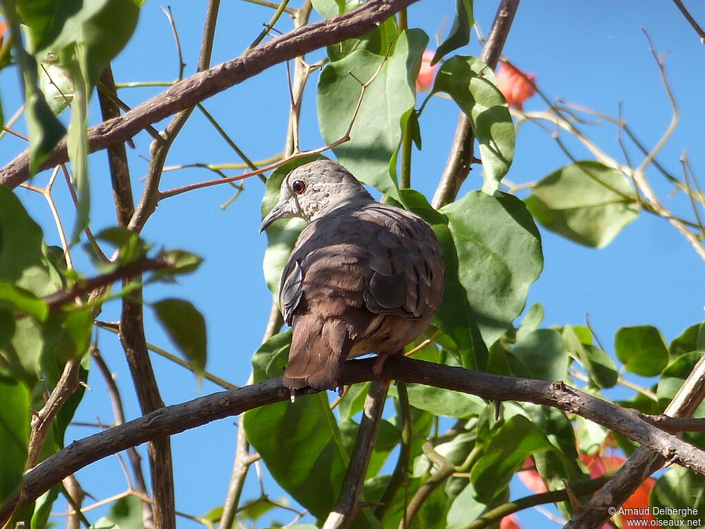 Ruddy Ground Dove