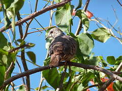 Ruddy Ground Dove