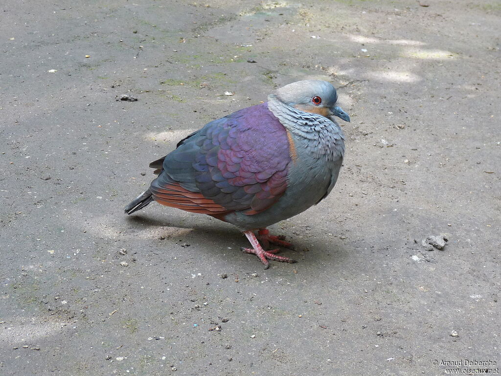 Crested Quail-Dove