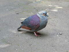 Crested Quail-Dove