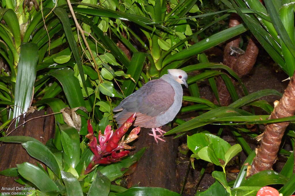 Crested Quail-Doveadult