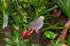 Crested Quail-Dove