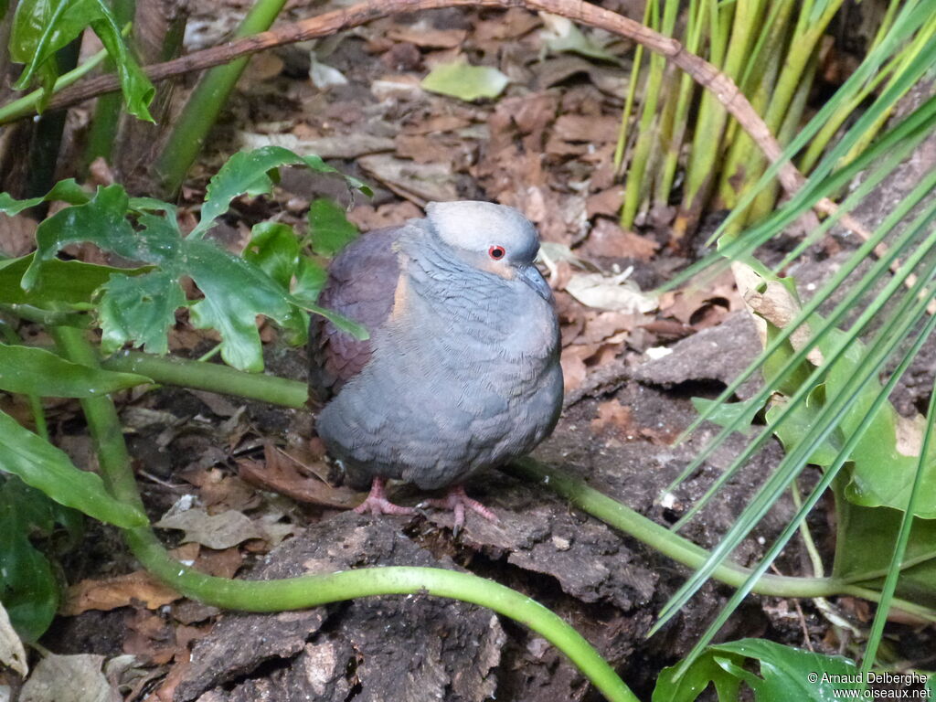 Colombe versicolore