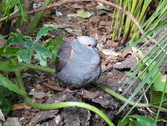 Crested Quail-Dove