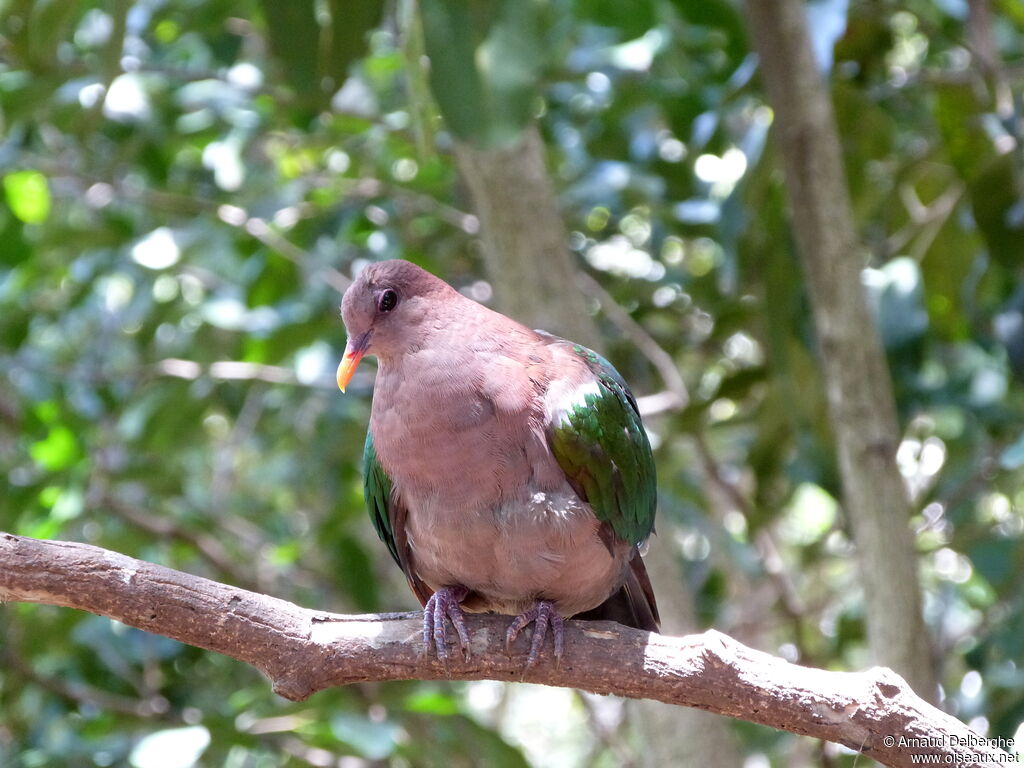 Colombine du Pacifique