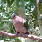 Colombine du Pacifique