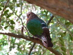 Pacific Emerald Dove