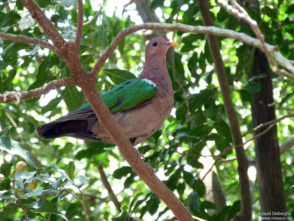 Colombine du Pacifique