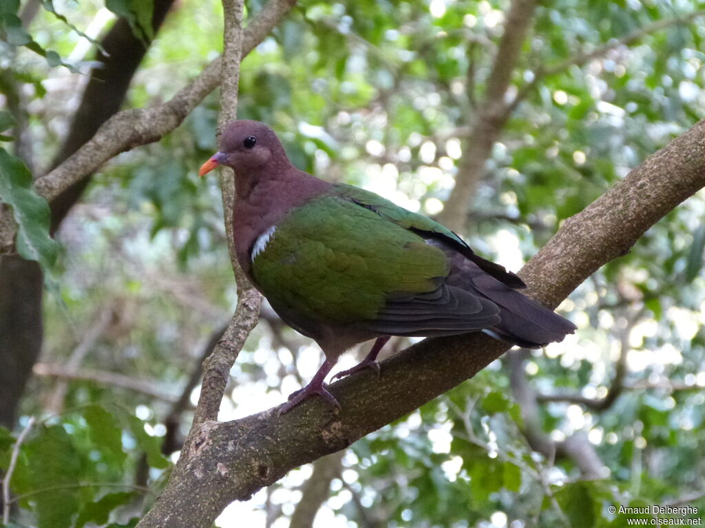 Colombine du Pacifique