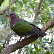 Pacific Emerald Dove