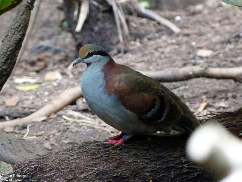 Brush Bronzewing