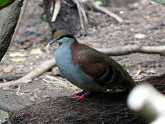 Brush Bronzewing