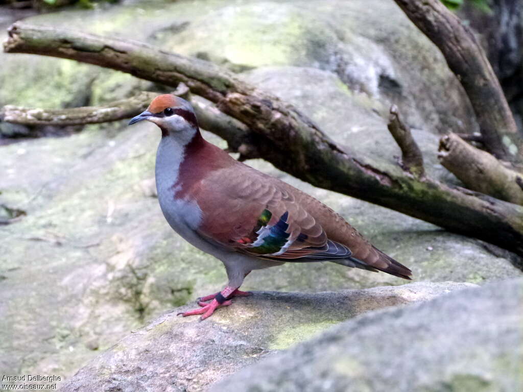 Brush Bronzewing