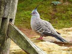 Crested Pigeon