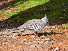 Crested Pigeon