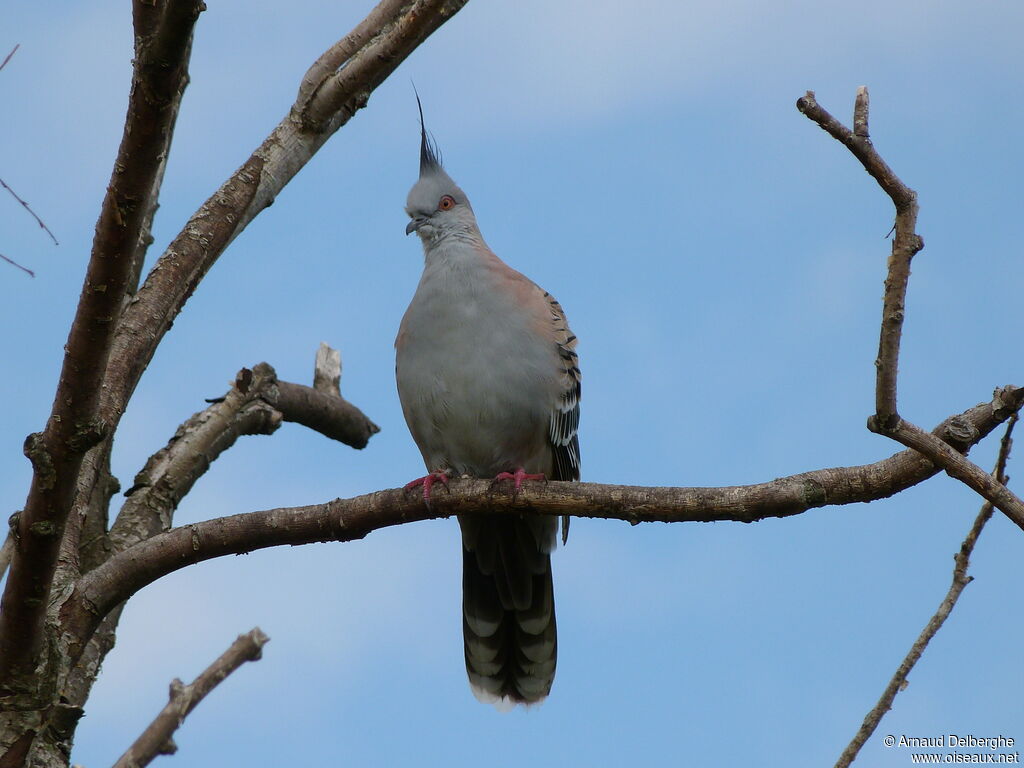 Crested Pigeon