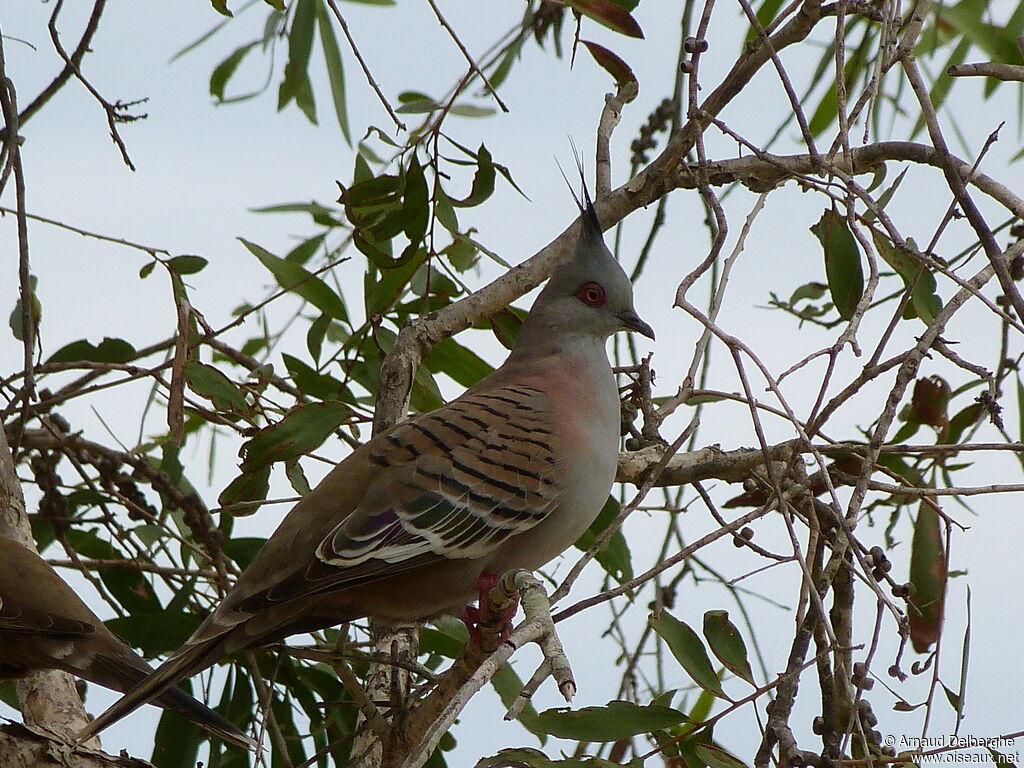 Crested Pigeon