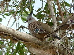 Crested Pigeon