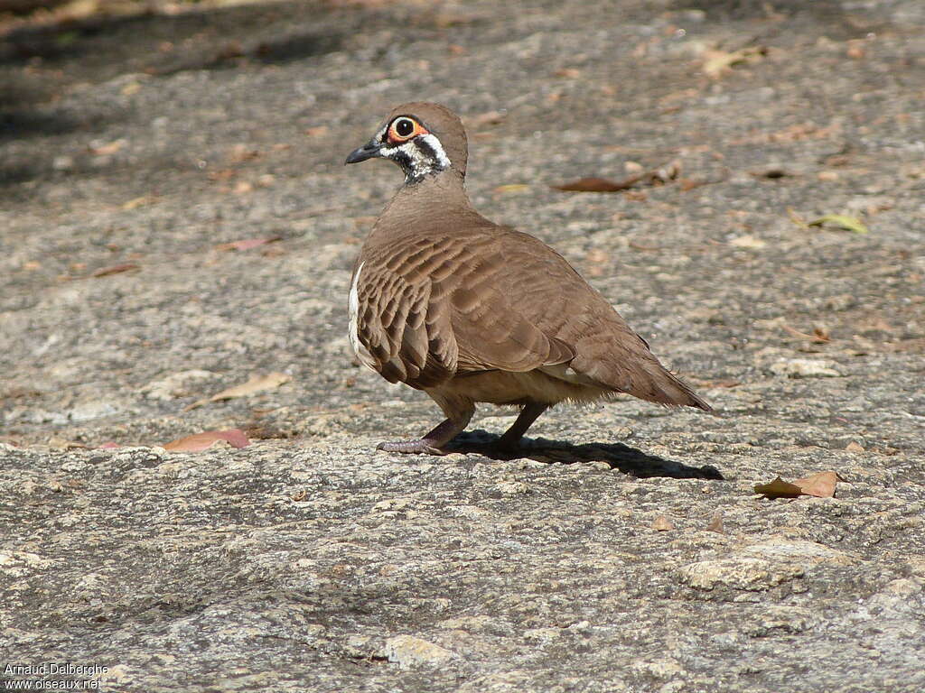 Squatter Pigeonadult