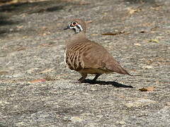 Squatter Pigeon