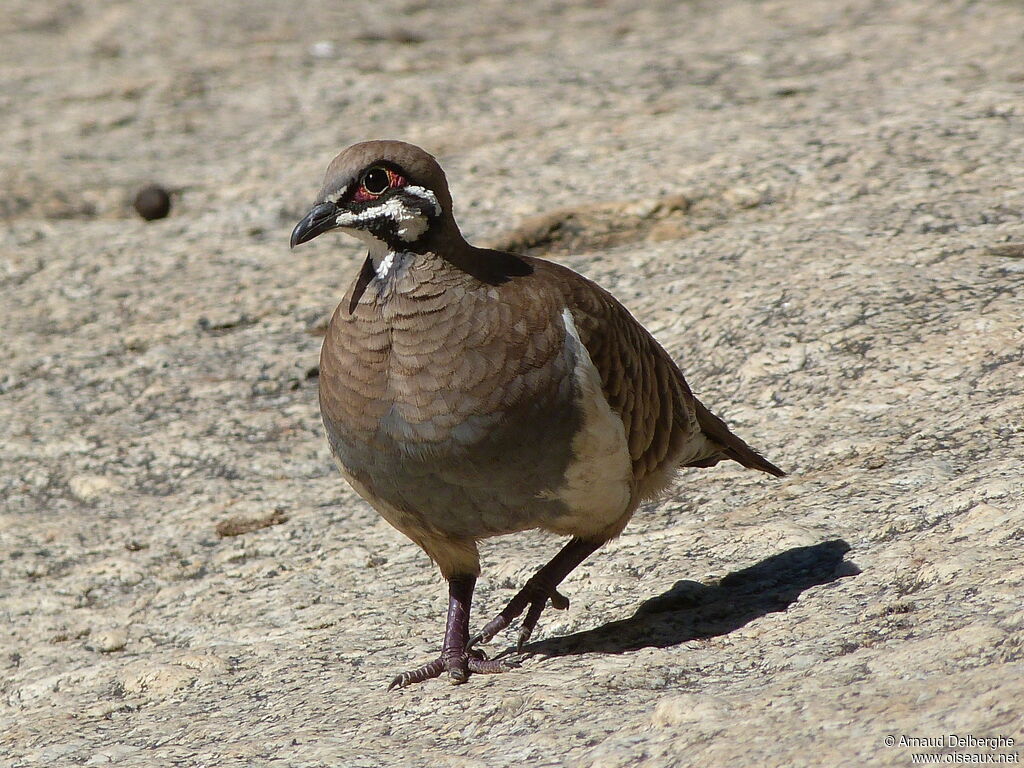 Squatter Pigeon