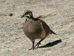 Squatter Pigeon