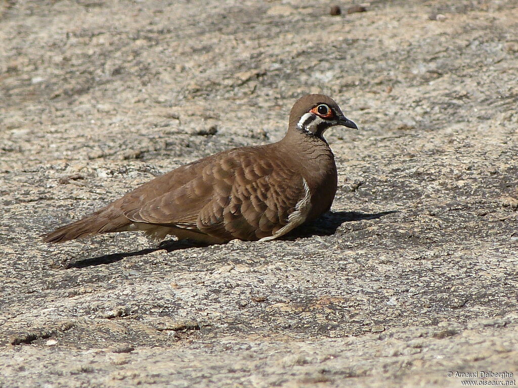 Squatter Pigeon