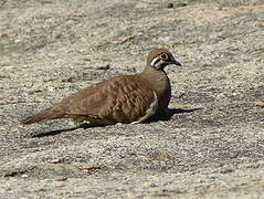 Squatter Pigeon