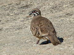 Squatter Pigeon