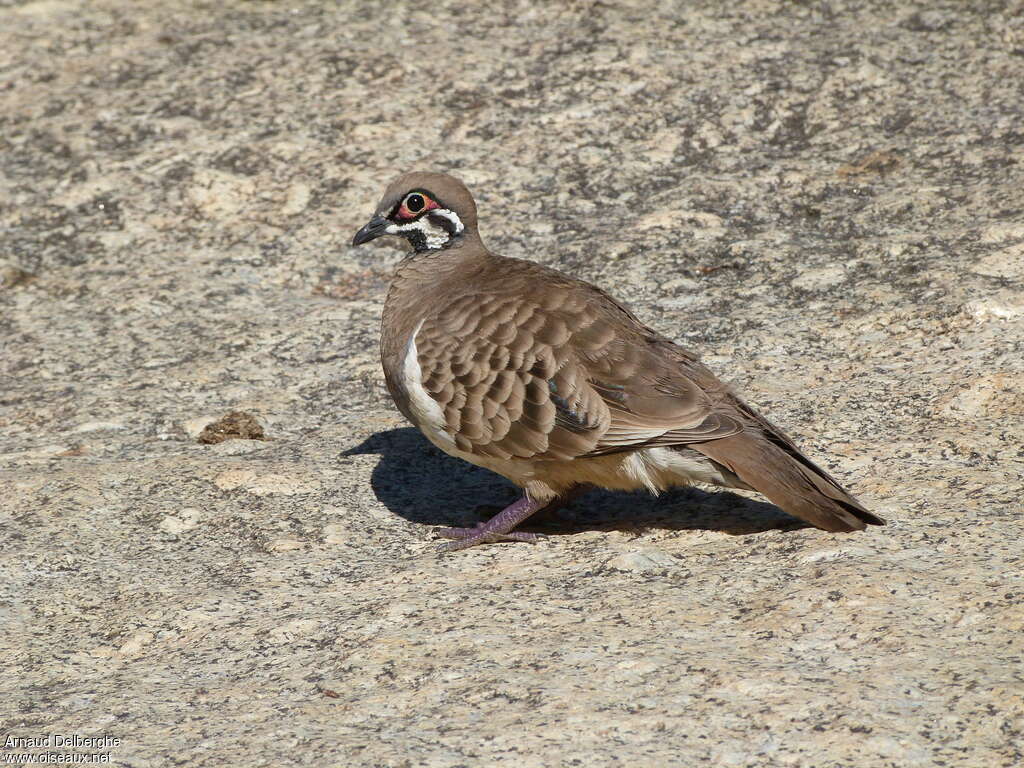 Squatter Pigeonadult, identification