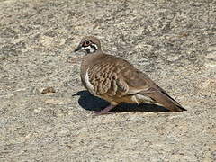 Squatter Pigeon