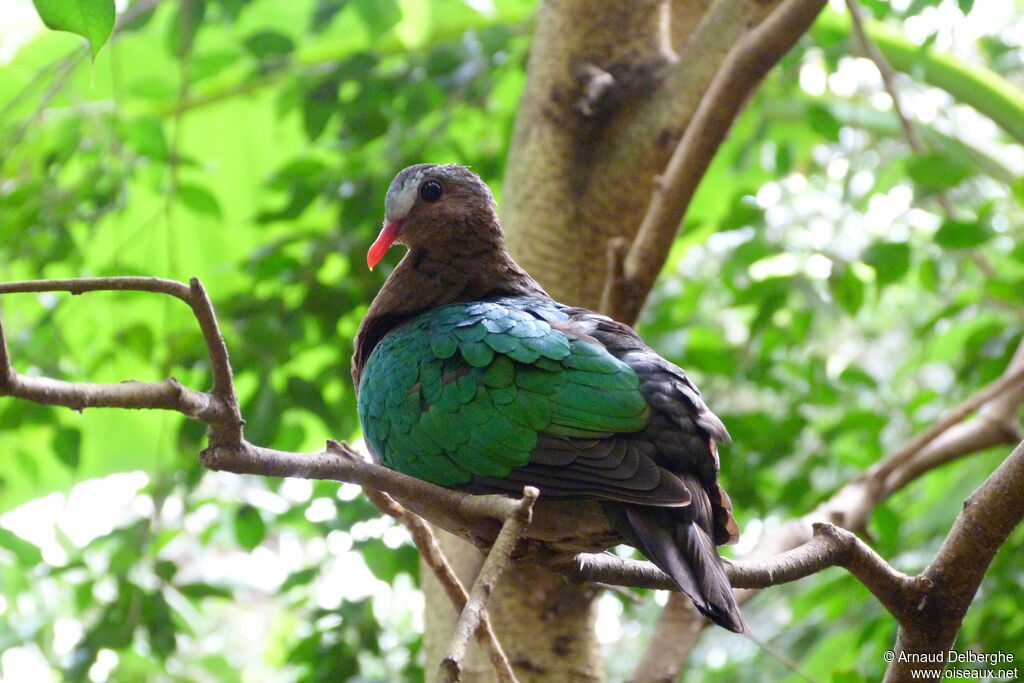 Common Emerald Dove