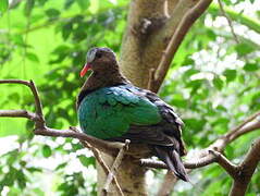 Common Emerald Dove